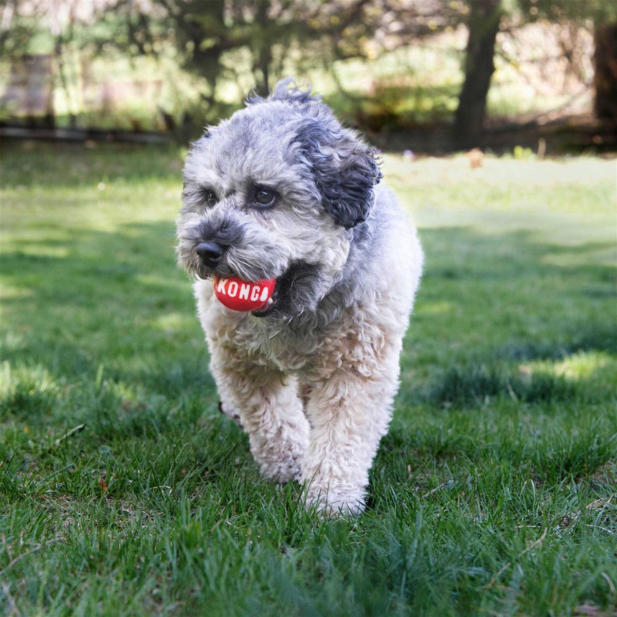 Signature Ball Dog Toy J1982