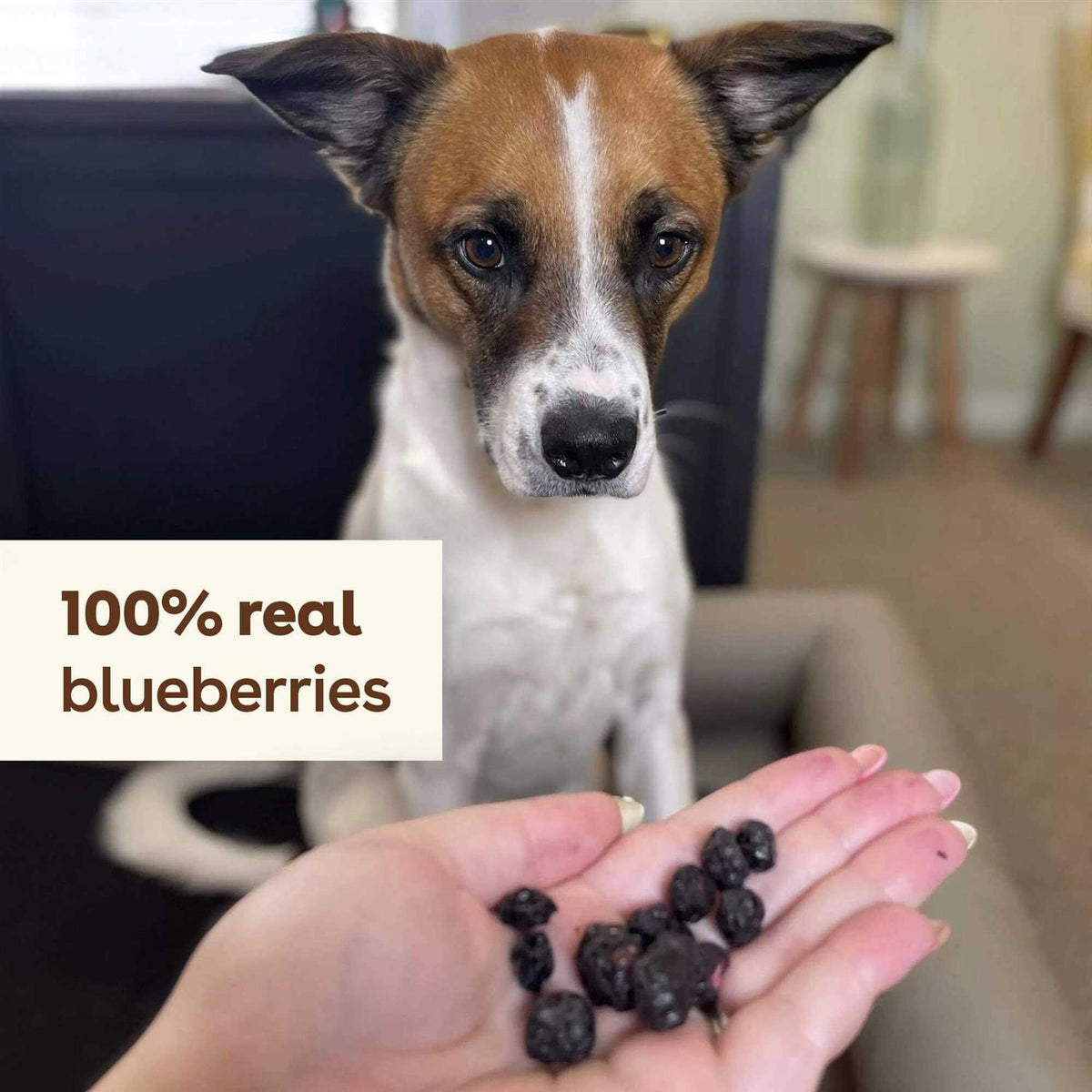 Freeze Dried Dog Training Treats U7471