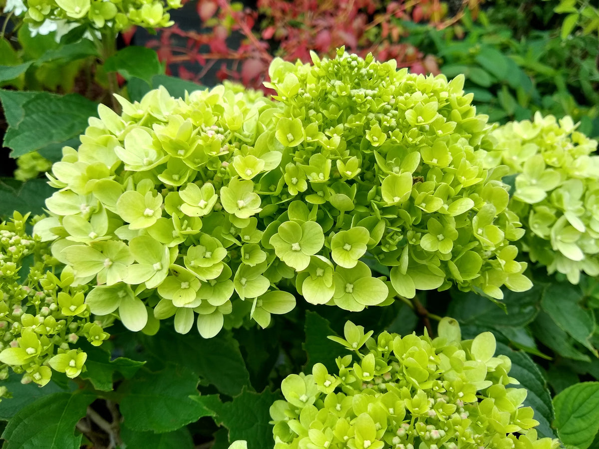 Little Lime Hydrangea J984705