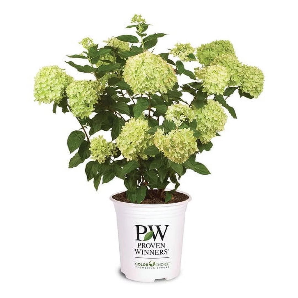 Little Lime Hydrangea J984705