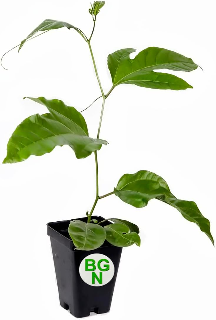 1 Live Plant of Passiflora Edulis - Edible T27539