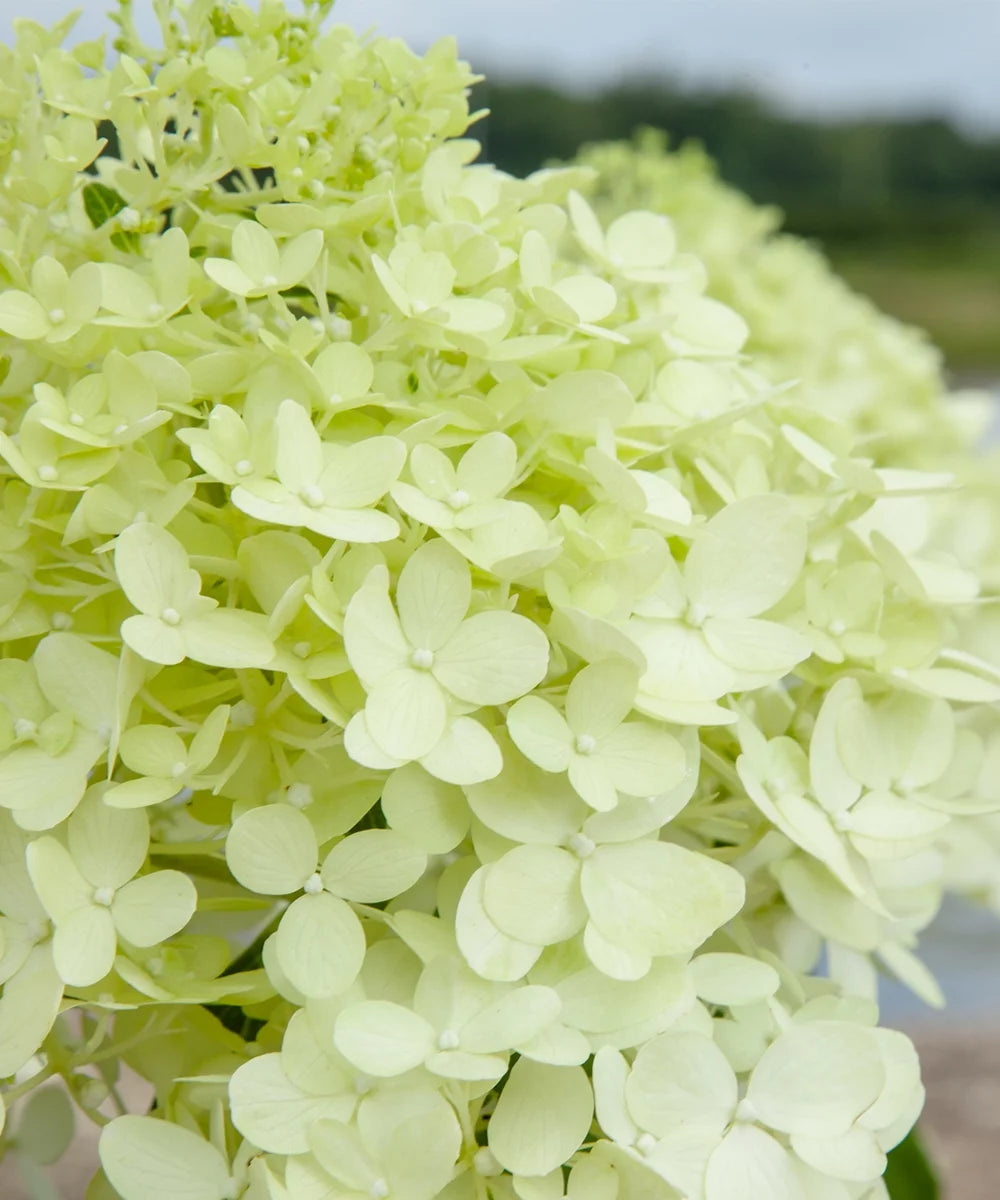 Little Lime Hydrangea J984705
