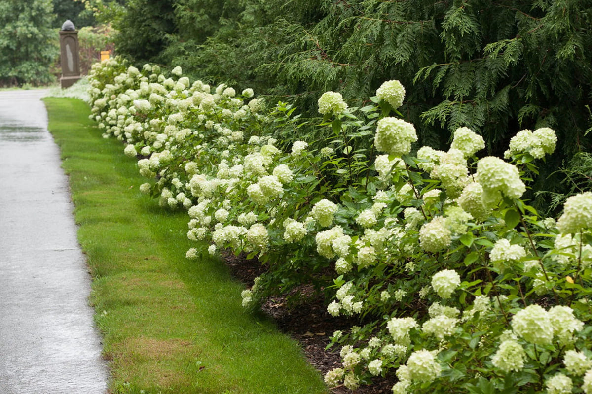 Little Lime Hydrangea J984705