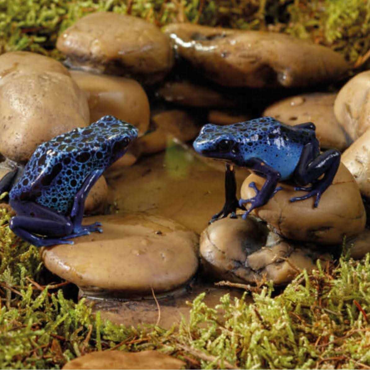 Frog Pond A845